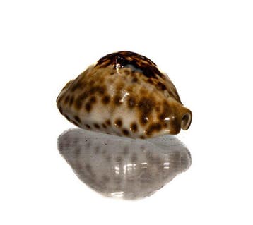 Barycypraea teulerei (49mm) - GIGANTISCHE MAAT -, Nieuw