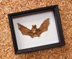 Painted Vesper Bat - framed Taxidermie volledige montage -, Antiek en Kunst