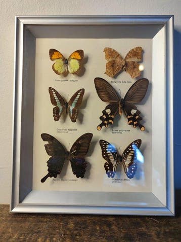 Papillon Carapace - Heteropteyx Dilatata - 32 cm - 26 cm -