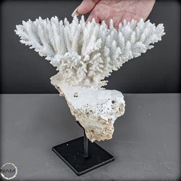 Natuurlijke Acropora latistella – Een maritiem kunstwerk op