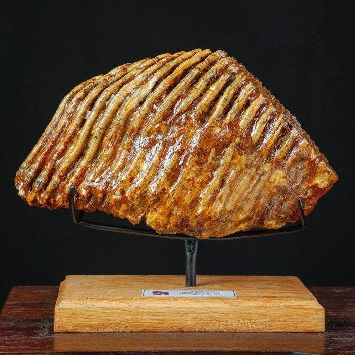 Grote fossiele molaar van Mammuthus primigenius – Volwassen, Verzamelen, Dierenverzamelingen