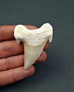 Requin - Dent fossile - Otodus obliquus high quality (Sans
