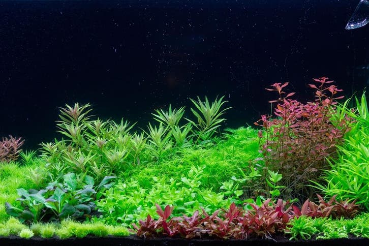 Dutch Style aquascaping  collectie voor 75 cm aquarium, Dieren en Toebehoren, Vissen | Aquaria en Toebehoren, Nieuw, Verzenden