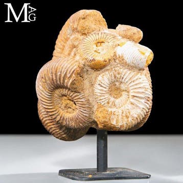 Groupe remarquable dammonites Perisphinctes du Jurassique -