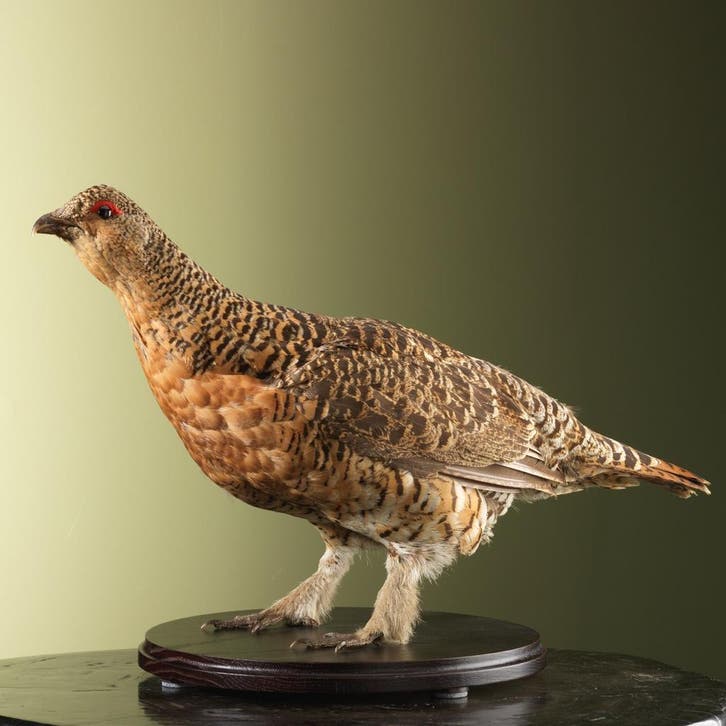 Auerhoen V Taxidermie Opgezette Dieren By Max, Collections, Collections Animaux, Enlèvement ou Envoi