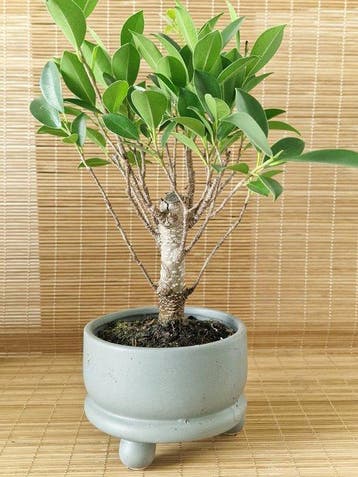 Bonsaï Figuier (Ficus) - Hauteur (arbre) : 20 cm -