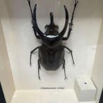 Scarabée Support de corps entier pour taxidermie -