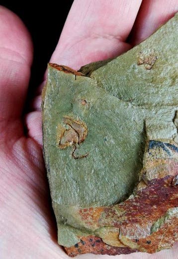 Primitieve echinoderm - Stylophora!!! - Gefossiliseerd dier