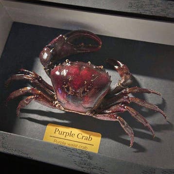 Krab Taxidermie wandmontage - Somanniathelphusa sp. - 3 cm -