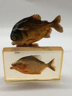 Piranha Support de corps entier pour taxidermie -