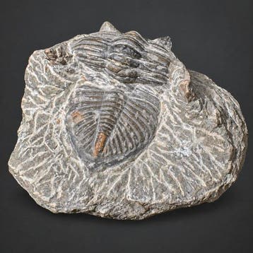 Set van een trilobiet en ammoniet - Gefossiliseerd dier