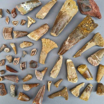 Ongedetermineerde collectie - Fossiele tand - Dinosaur:, Verzamelen