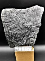 Fougère - Plante fossilisée - Alethopteris lonchitica