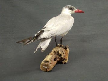Kaspische stern Taxidermie volledige montage - Sterna caspia, Verzamelen, Nieuw