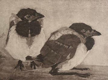Jan Mankes (1889-1920) - Jonge eksters