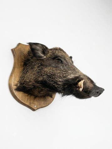 Sanglier Support mural pour taxidermie - Cinghiale europeo -, Antiek en Kunst