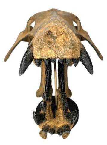 Fossiele schedel - Archaeotherium - Museum-Grade Replica -