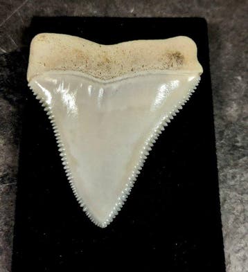 enorme tand van een grote witte haai Taxidermie volledige, Nieuw