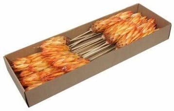 Protea Repens Warm Oranje doos 25 stuks, Nieuw