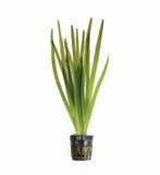 Vallisneria Giganthea Rubra (Aquariumplanten), Verzenden, Plant(en), Steen of Hout