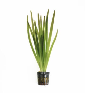 Vallisneria Giganthea Rubra (Aquariumplanten), Dieren en Toebehoren, Verzenden, Nieuw, Plant(en), Steen of Hout