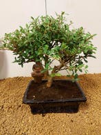 Japanese holly bonsai (Ilex crenata) - Hoogte (boom): 23 cm