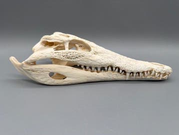 Crocodile du Nil Crâne - Crocodylus niloticus - 6 cm - 11 cm, Antiquités & Art