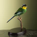 Papegaaibreedbek Taxidermie Opgezette Dieren By Max, Ophalen of Verzenden, Nieuw, Vogel, Opgezet dier