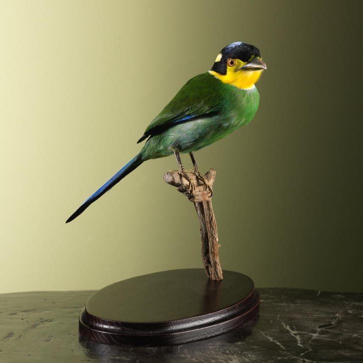 Papegaaibreedbek Taxidermie Opgezette Dieren By Max, Collections, Collections Animaux, Enlèvement ou Envoi