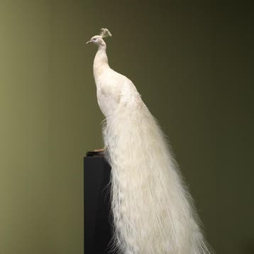 Witte Pauw Taxidermie Opgezette Dieren By Max, Ophalen of Verzenden, Nieuw, Vogel, Opgezet dier