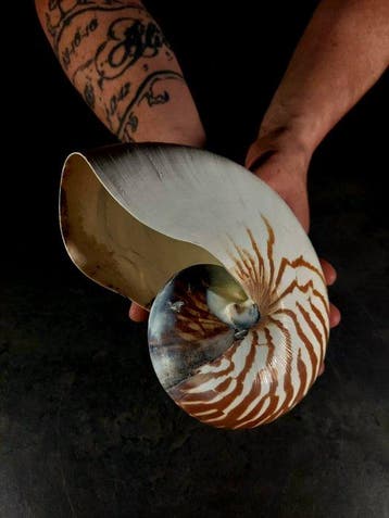 ENORME! nautiloïde schelp Taxidermie volledige montage -, Nieuw