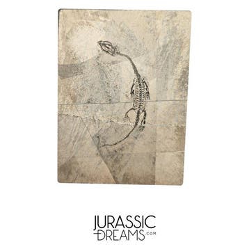 Mooi goed bewaard jong Keichousaurus hui, een marien reptiel
