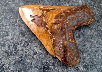 Megalodon - Fossiele tand - Otodus (Carcharocles) megalodon