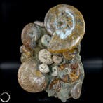 Ammonites fossiles naturelles de lépoque crétacée :, Collections