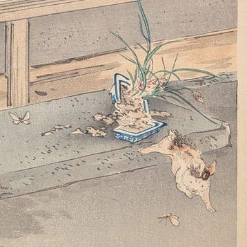 Ogata Gekk • Orchidee • Schoonheden vergeleken met bloemen
