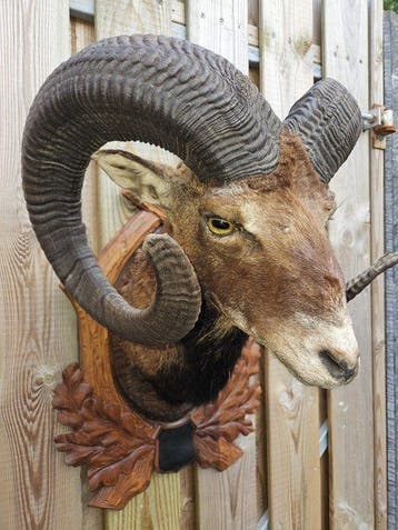 Mouflon Taxidermie volledige montage - Ovis Orientalis, Verzamelen, Nieuw