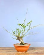 Wisteria bonsai - Hauteur (arbre) : 40 cm - Profondeur