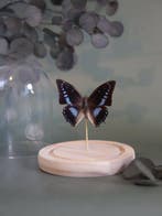Vlinder Taxidermie volledige montage - Véritable Charaxes, Antiquités & Art