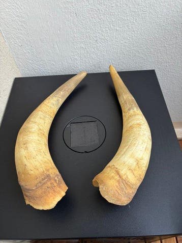 rundvee Hoorns - Bos Taurus - 27 cm - 7 cm - 0 cm- bos