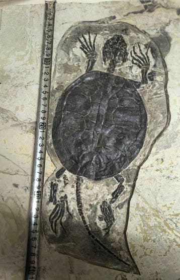 Gefossiliseerd dier - Manchurochelys - 45 cm, Verzamelen