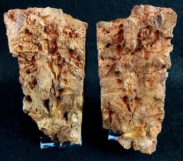 Primitieve stekelhuidigen - Eocrinoidea!!! - Gefossiliseerd