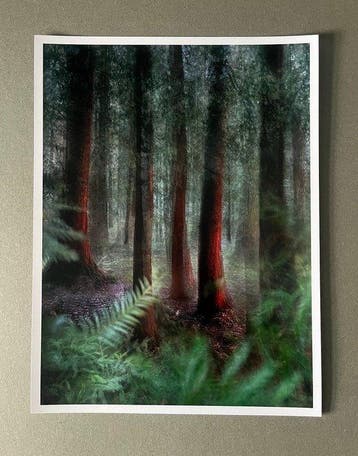 Andre Lichtenberg - Red Forest