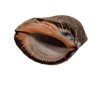 Klassieker uit de malakologie: stevige schelp van Purpura