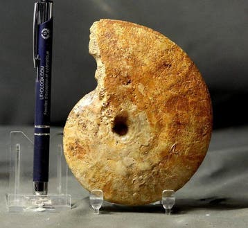 Une belle ammonite - espèce rarement vue - Animal fossilisé