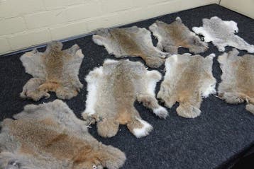 European Rabbit - skin Taxidermie volledige montage -