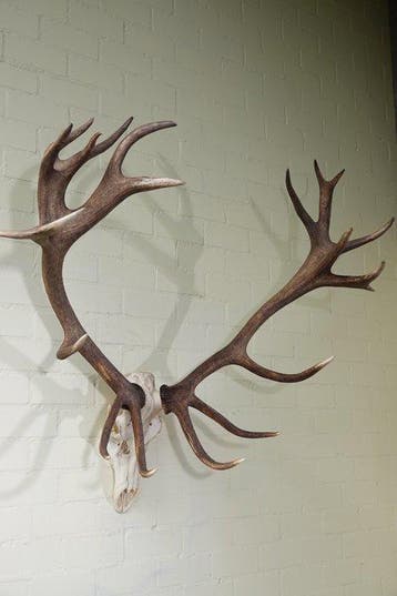 Large Red Stag Trophy Schedel - Cervus elaphus - 115 cm - 70, Nieuw