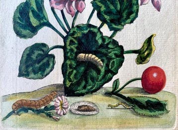 Maria Sibylla Merian (1647–1717) - Ciclamino , Originale