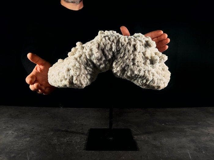 kom bitorzoluto Taxidermie volledige montage - Halomitra, Verzamelen, Dierenverzamelingen