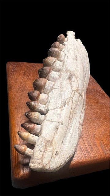 Mosasaurus - Gefossiliseerde kaak - Globidens sp. - 32 cm