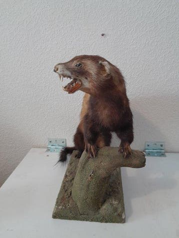 Bunzing Taxidermie volledige montage - Mustela putorius - 32, Verzamelen, Nieuw